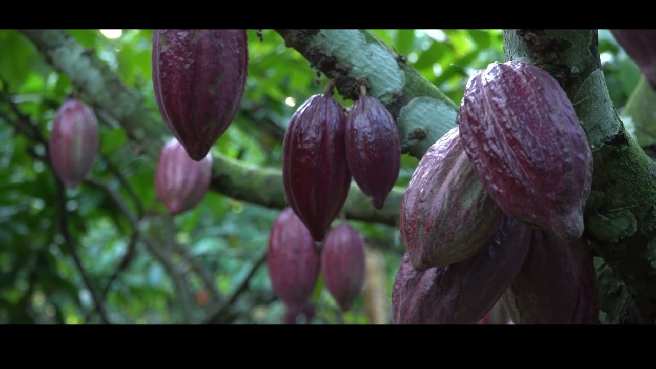 Produção de cacau na cabruca