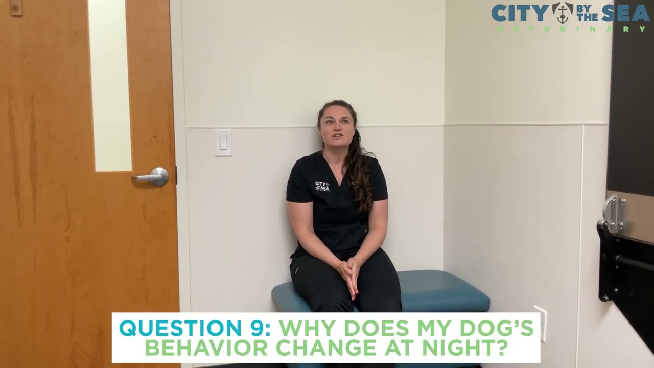 Dr. Falvey Discussed Dog Behavior
