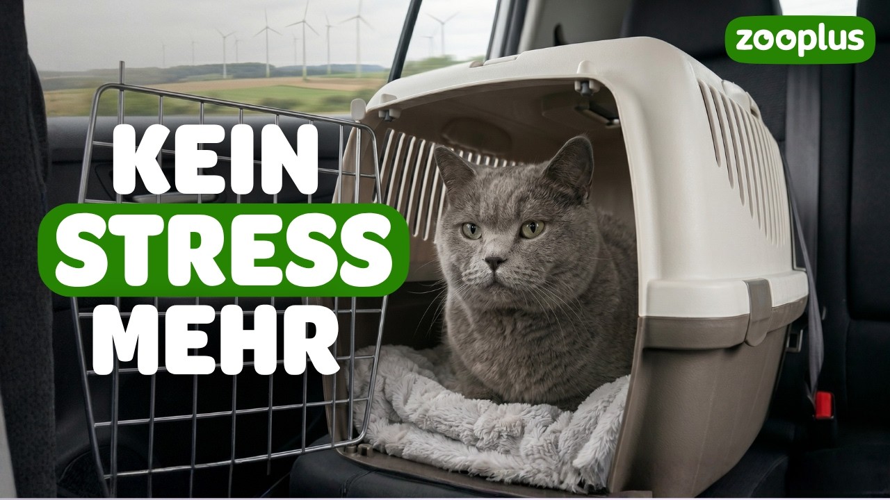 Katze transportieren - stressfrei in der Katzentransportbox