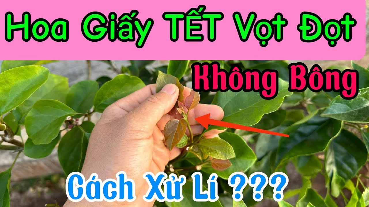 Xử Lí Ngay Hoa Giấy TẾT vươn Đọt không ôm Nụ ???