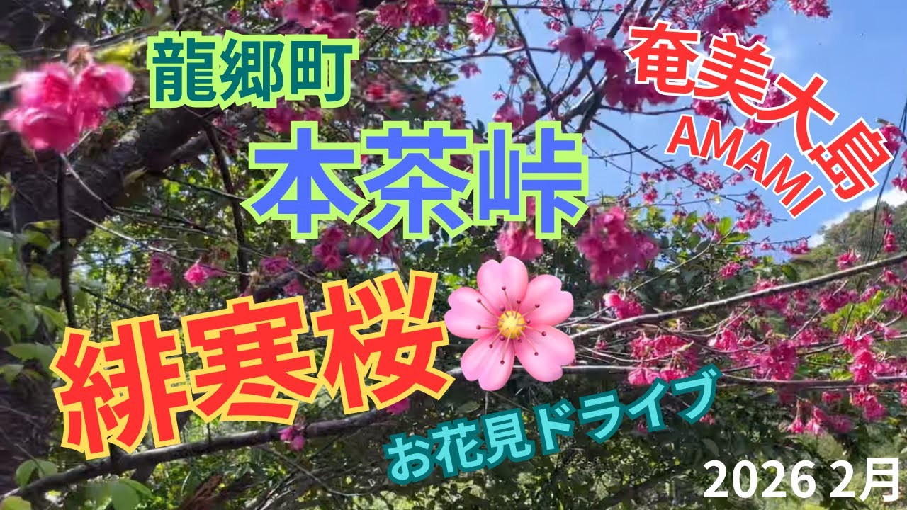 奄美大島　本茶峠　龍郷町　緋寒桜　花見ドライブ　2026年2月