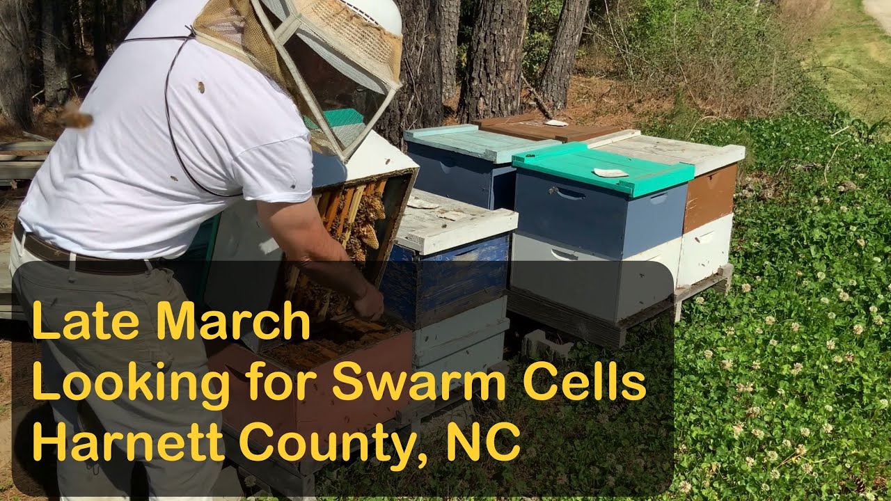 Looking for Swarm Cells | Late March | Harnett County, NC #beekeeping