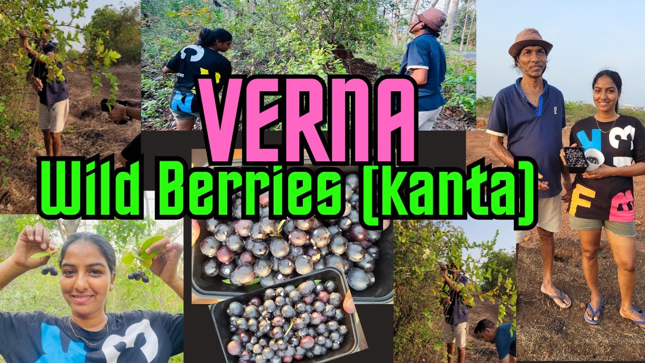 Verna Wild Berries (Kanta)