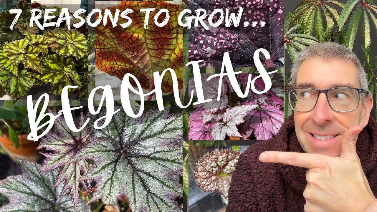 7 Magnificent Reasons to Grow 🌿 BEGONIAS in your HOME!
