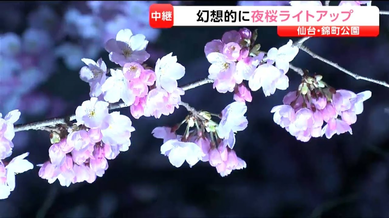 【サクラ中継】早咲きの「コヒガンザクラ」ほぼ満開の仙台・錦町公園が仕事帰りの人や学生でにぎわう！ライトアップも！