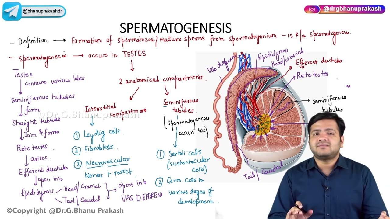 2. General Embryology :  Spermatogenesis