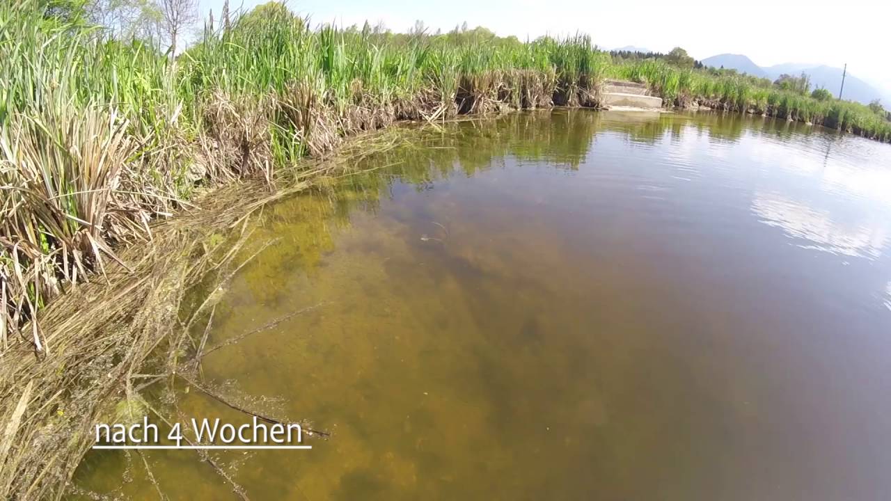 autochthone Nasenzucht Chondrostoma nasus Inn und Mangfall Fish Hatchery Egidius Schulz