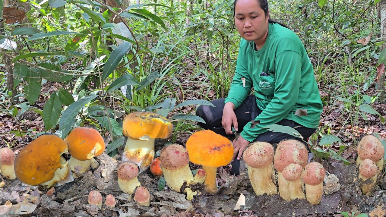 สุดยอดความฟลุ๊คเจอ! เห็ดผึ้งหวานใหญ่ เผึ้งเหลือง เห็ดผึ้งแดงชี เห็ดออกใหม่ๆ หลากหลายชนิด!08มี.ค2569