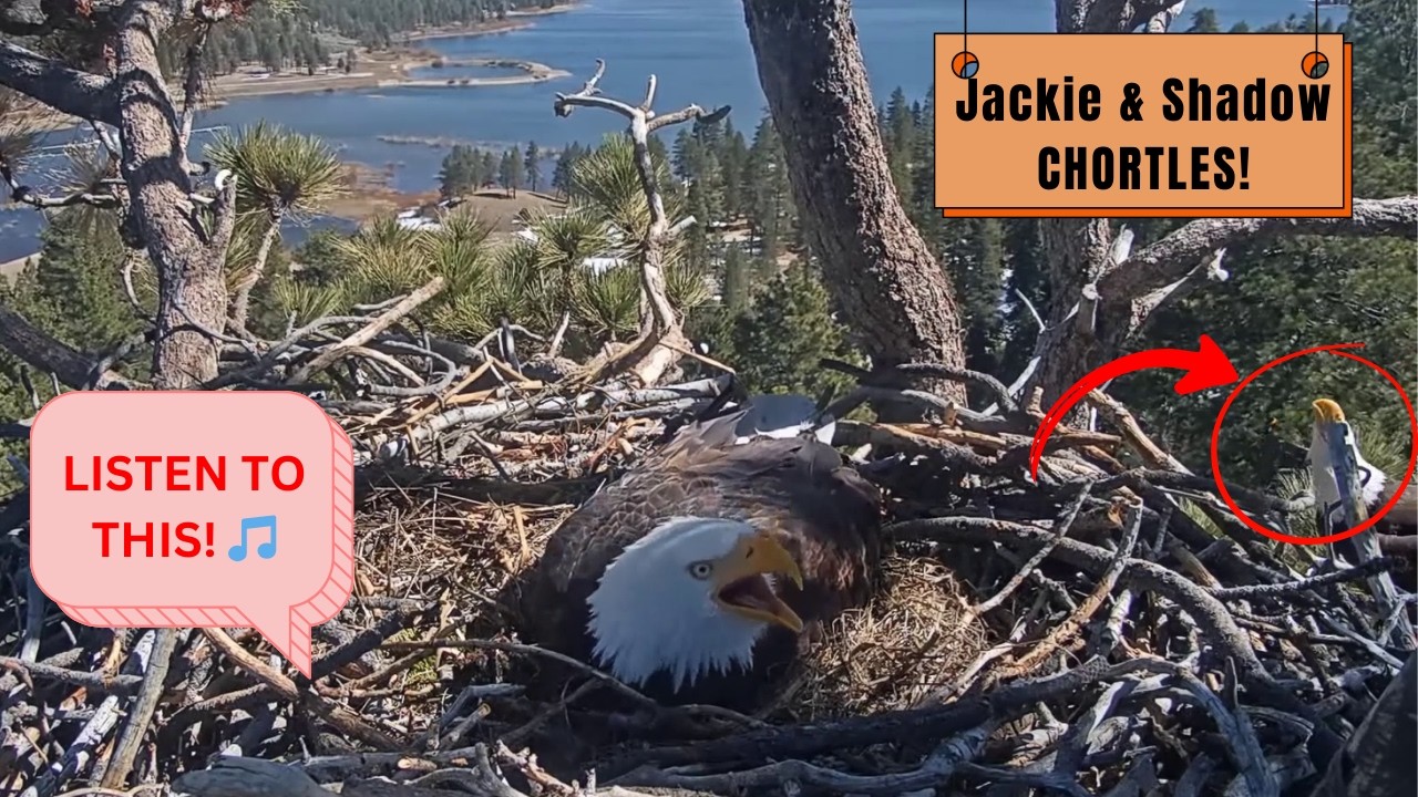 Jackie & Shadow LOUD Vocalizations - Amazing Sounds! 🔊 | Big Bear Eagles