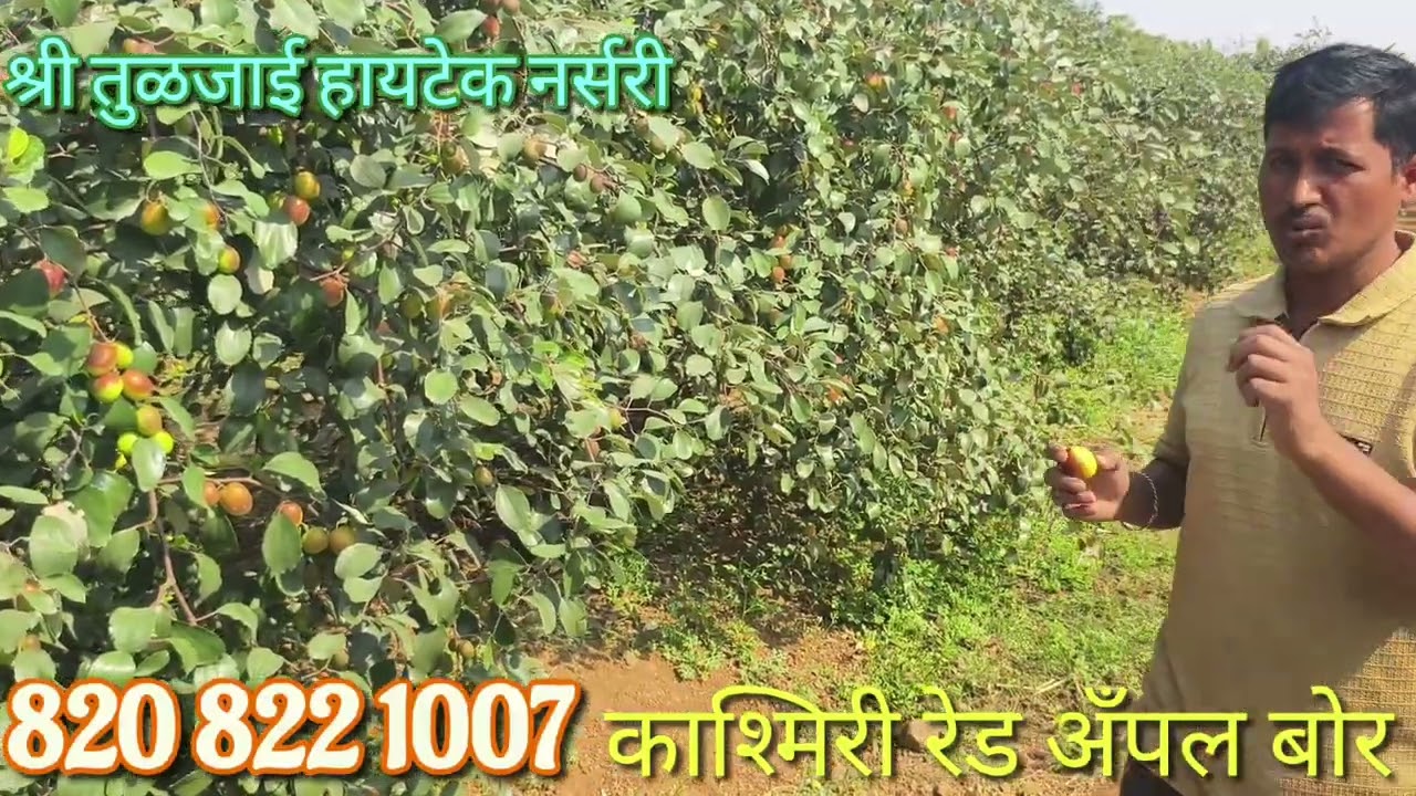 काश्मिरी रेड अँपल बोर खात्रीशीर रोपे भेटतील.