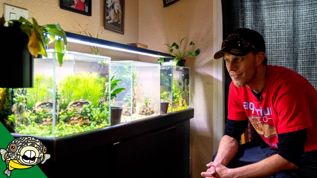 A Real Fish Tank Hobbyist [Tour]