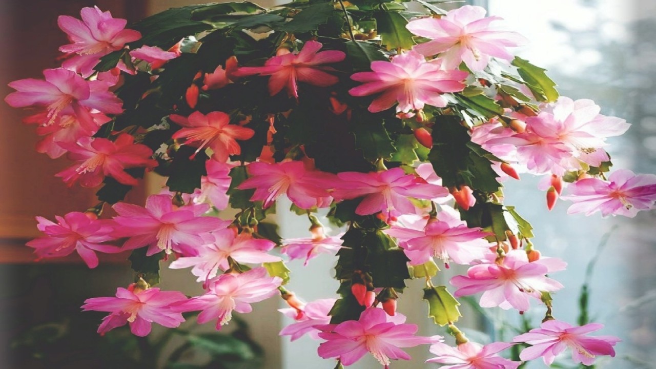 COLOQUEI 1 FOLHA DA FLOR DE MAIO NA ÁGUA, OLHA SÓ O QUE ACONTECEU, INCRÍVEL!!! 😱🤭🥰