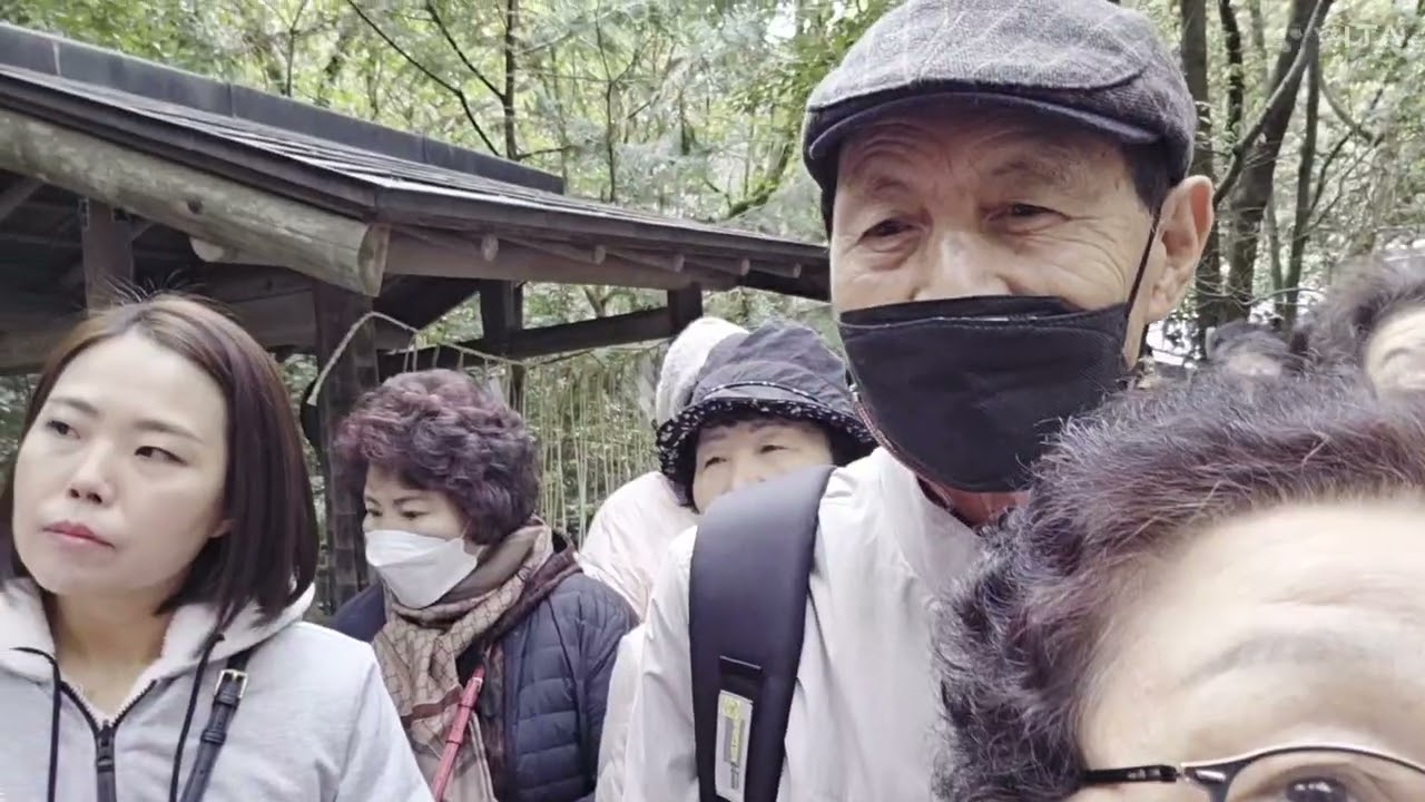 일본   오사카 여행코스 필수라는 웅장한  대나무숲   입니다