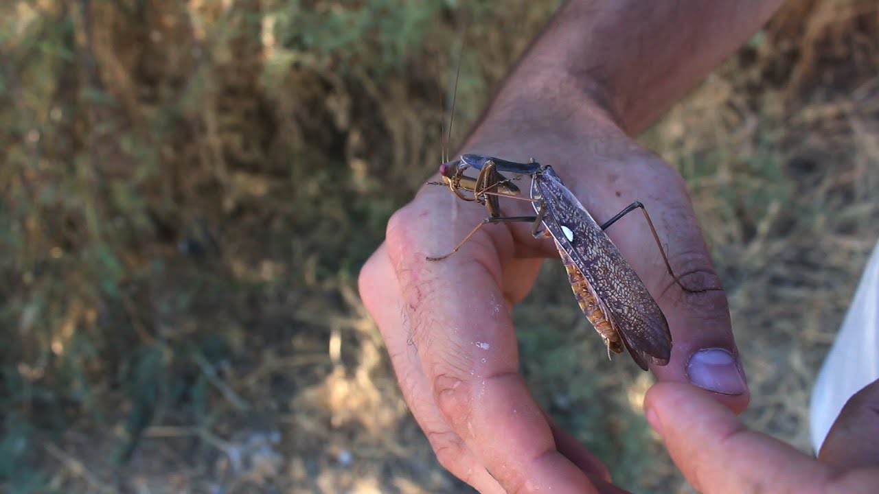 Mantis gigante africana (Sphodromantis viridis) - La mantis acorazada