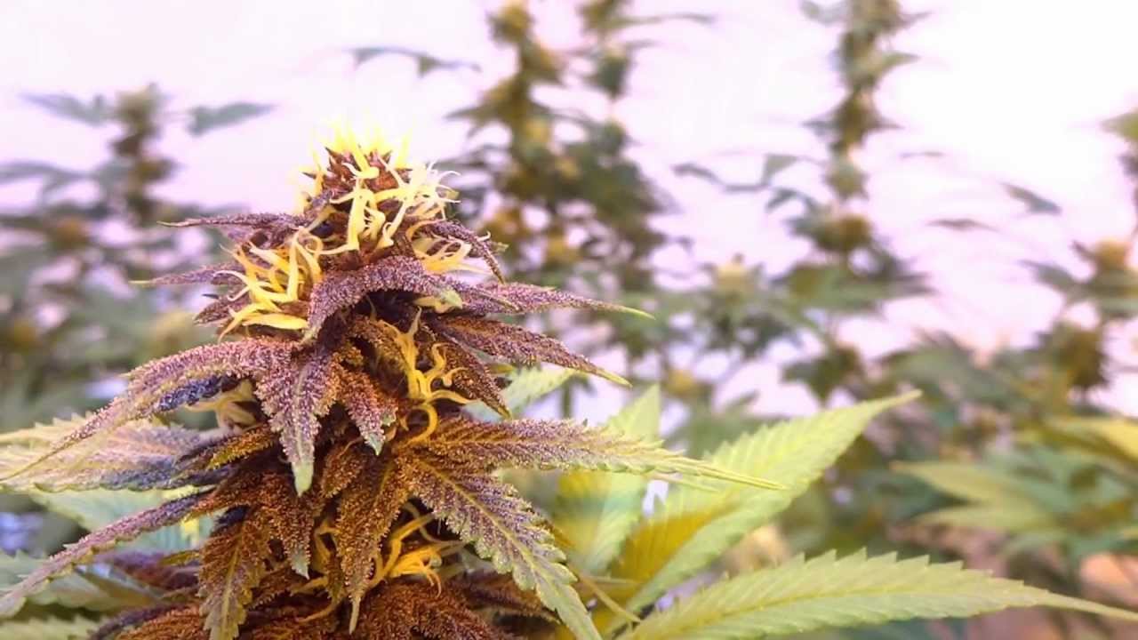 Indoor Cannabis Grow