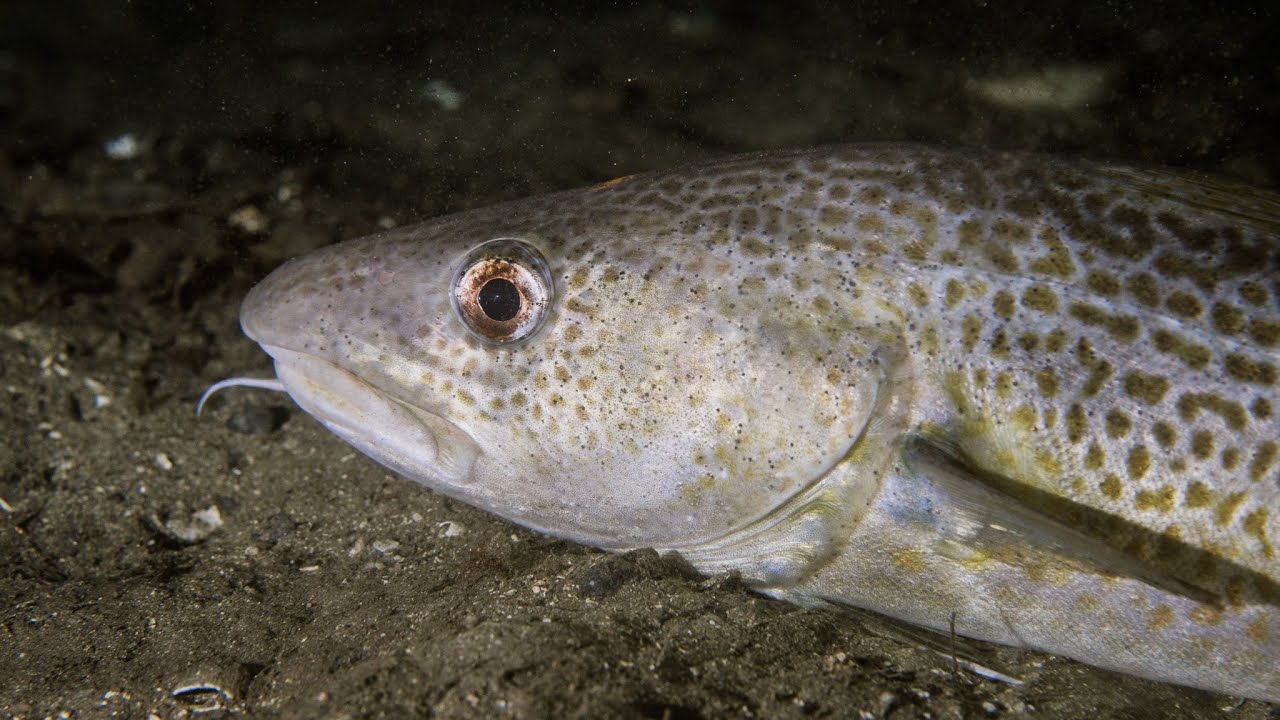 Evening dive, a bit creepy but also some beauty.
