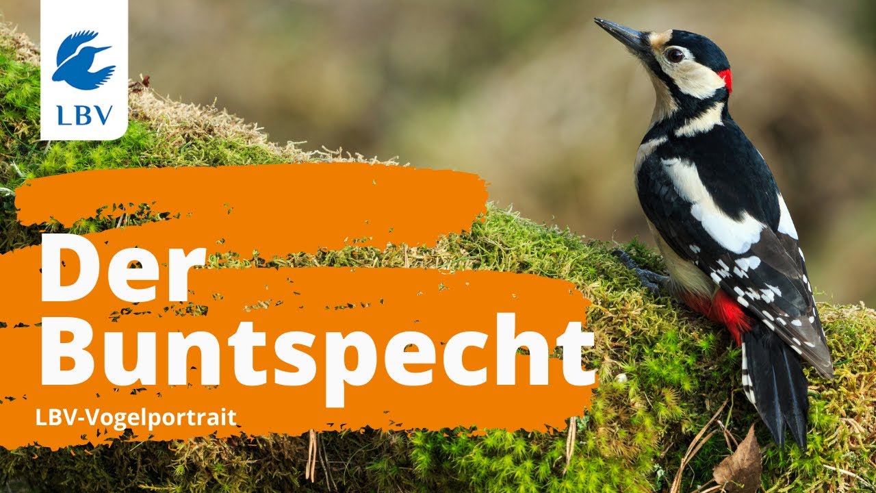 Der Buntspecht (Dendrocopos major) Steckbrief mit Gesang. Vogelarten kennen lernen mit den Experten!