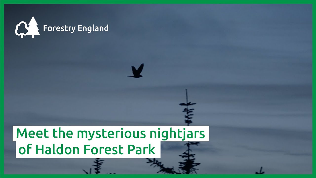 Meet the mysterious nightjars of Haldon Forest Park
