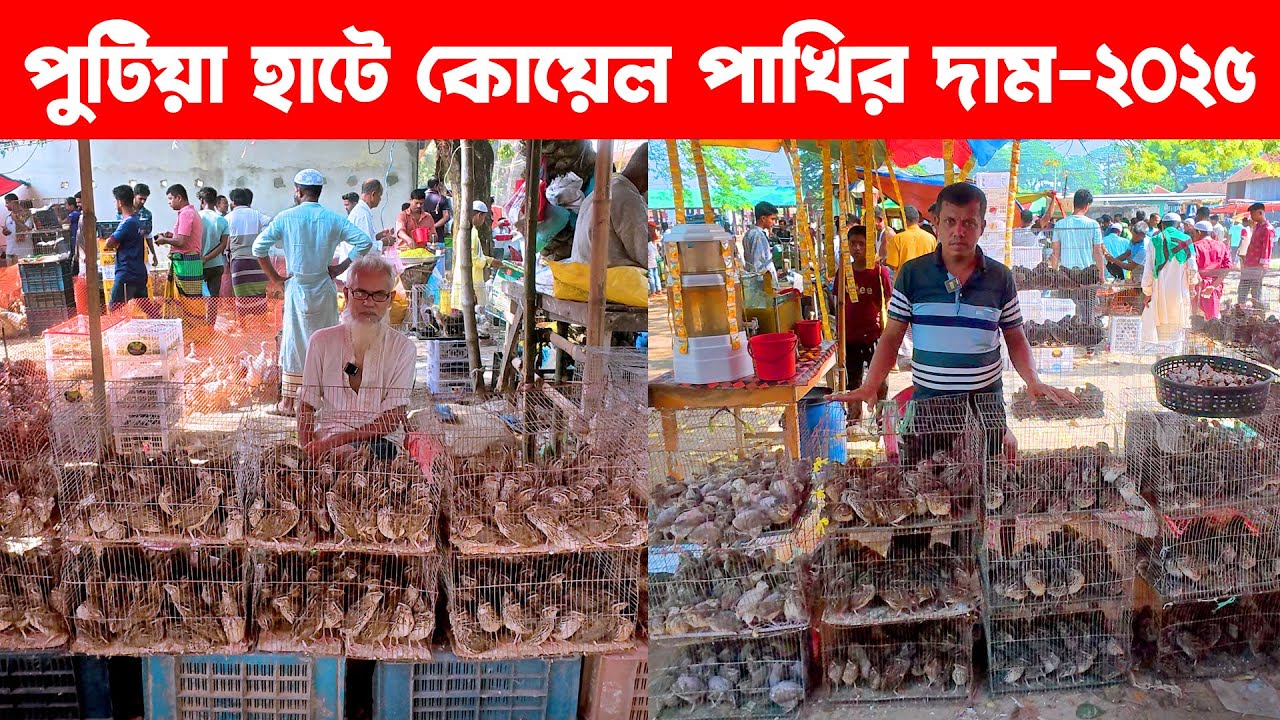 পুটিয়া হাটে কোয়েল পাখির দাম-২০২৫ || Putia hat 2025 || koyel pakhi || putia bazar narsingdi
