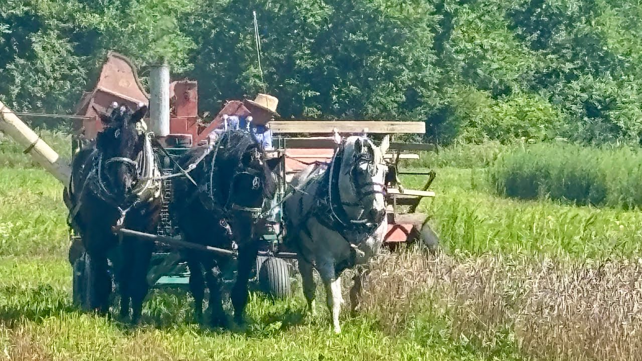 Harvesting speltz with Percheron Draft Horses/Allis Chalmers 72 All-Crop Harvesters