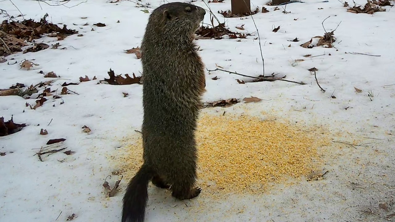 The Groundhog Was Calm. The Squirrels Were Not.