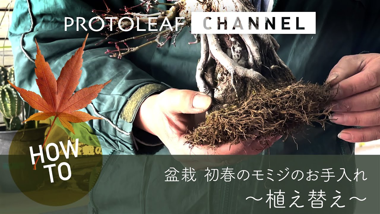 【ガーデニング】盆栽 モミジの植え替え方法【Acer palmatum】