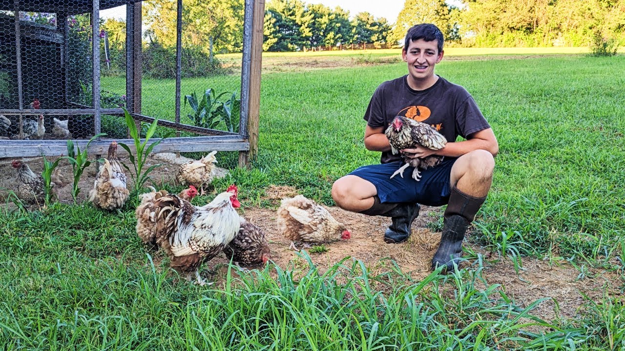 How To Take Care Of 50+ Chickens - Daily Routine