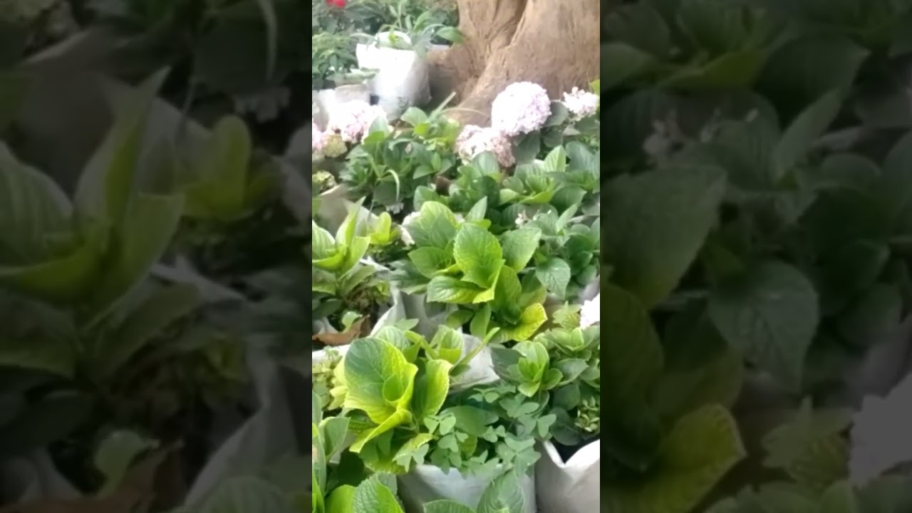bedon garden service karibun sana Tunapatikana arusha na pia mikoani tunafanya kazi