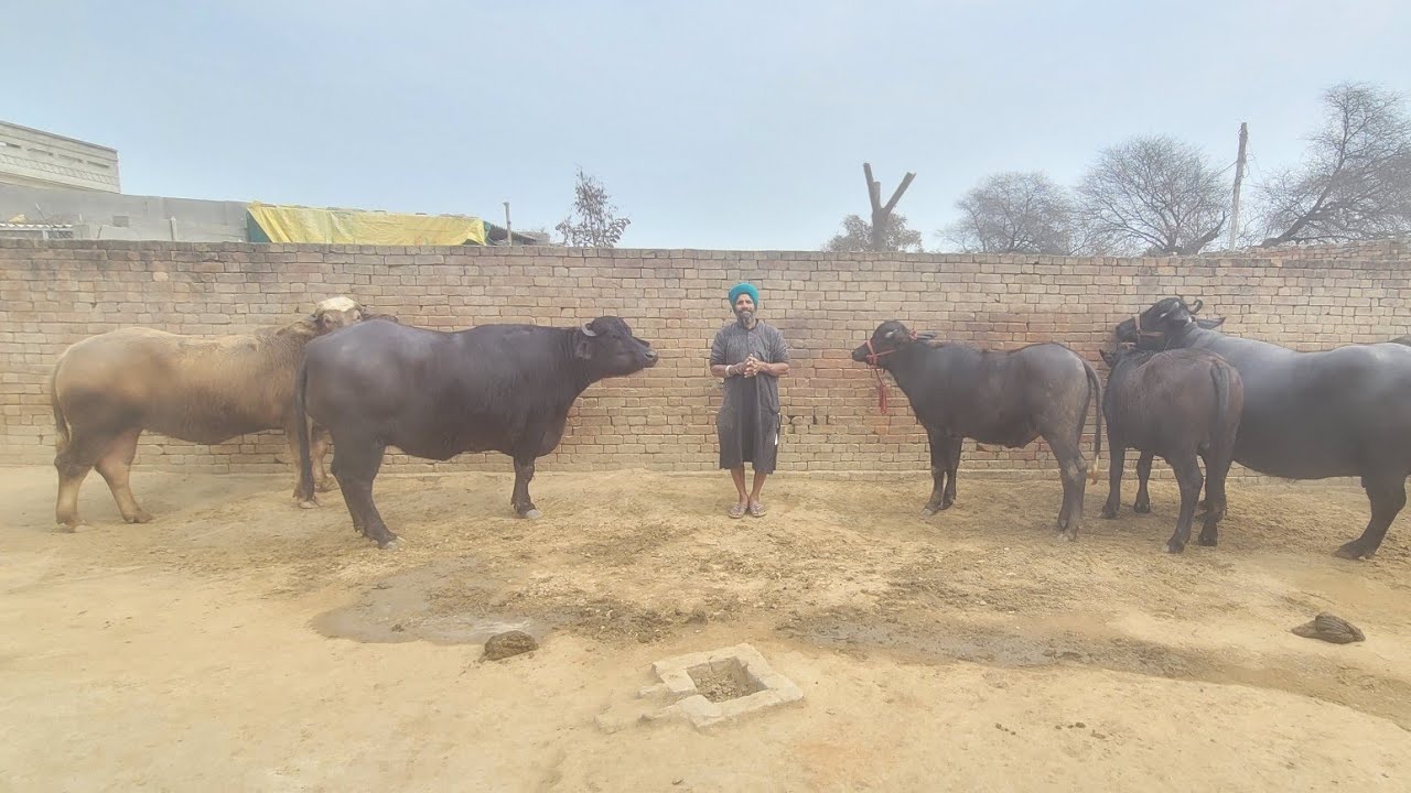 ਇਹ ਬਈ ਦੀ ਮਿਹਨਤ ਵੀ ਕਮਾਲ ਝੋਟੀਆਂ ਵੀ top