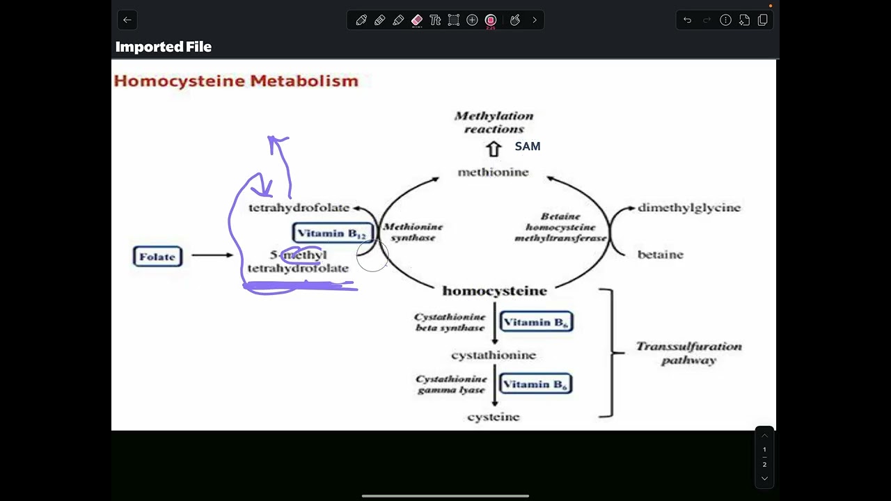 Methyl Pathways (class assignment)