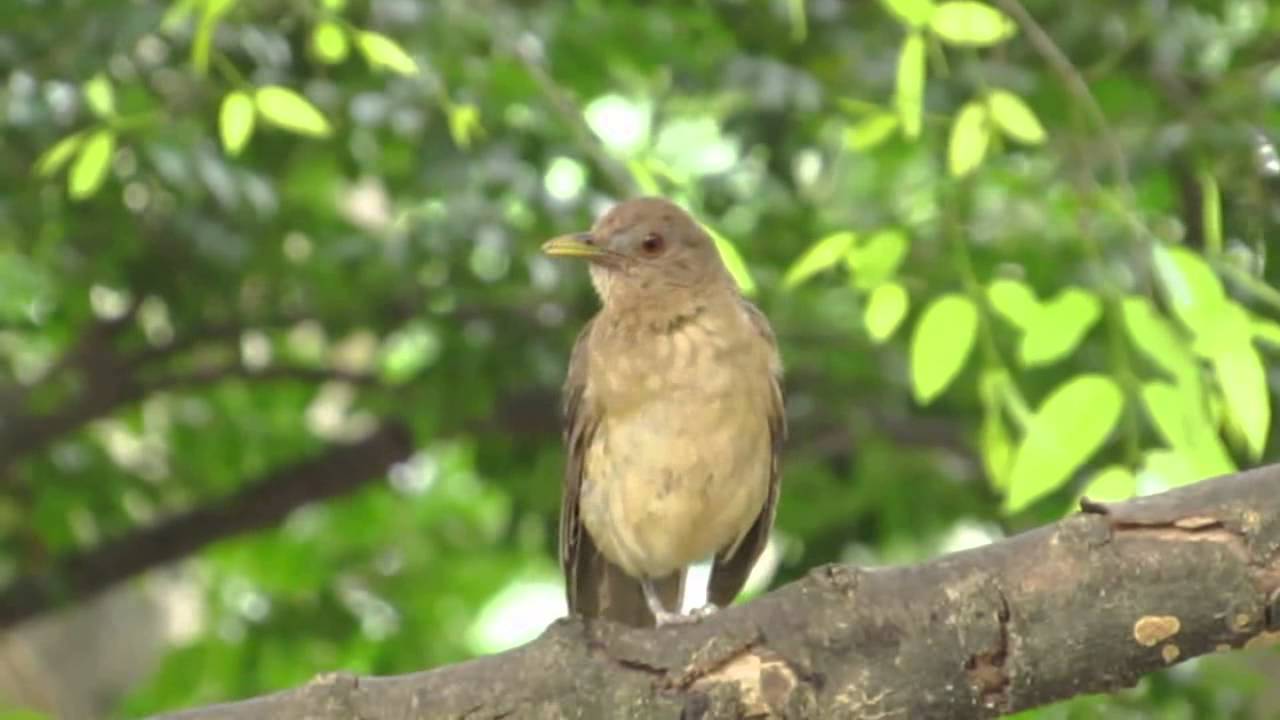 Aves de la ciudad - El 