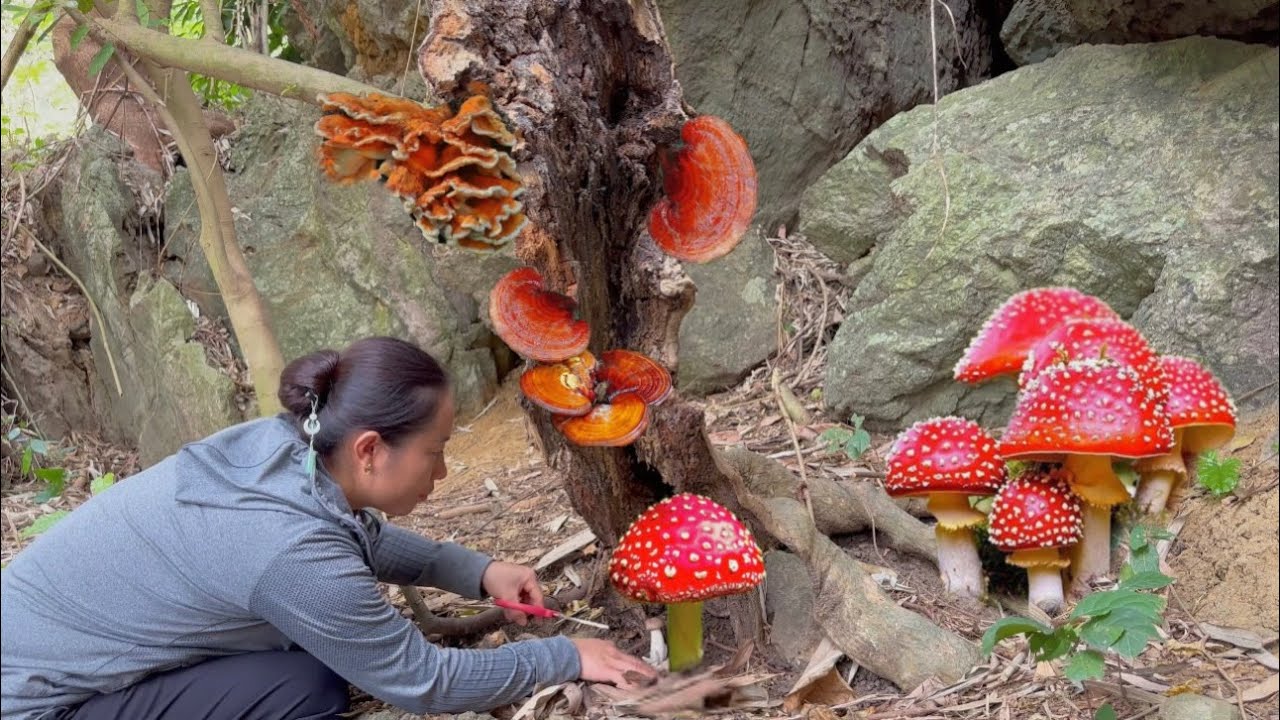 Harvesting wild mushrooms, ginger, making sticky rice from bamboo tubes - Cooking