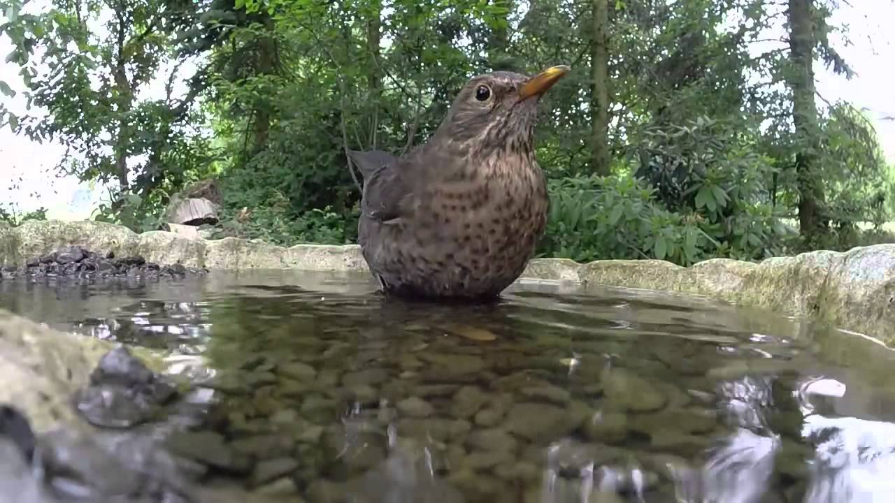 Vogelbad mit der Gopro Hero 3+ silver  &copy; Lothar Lenz
