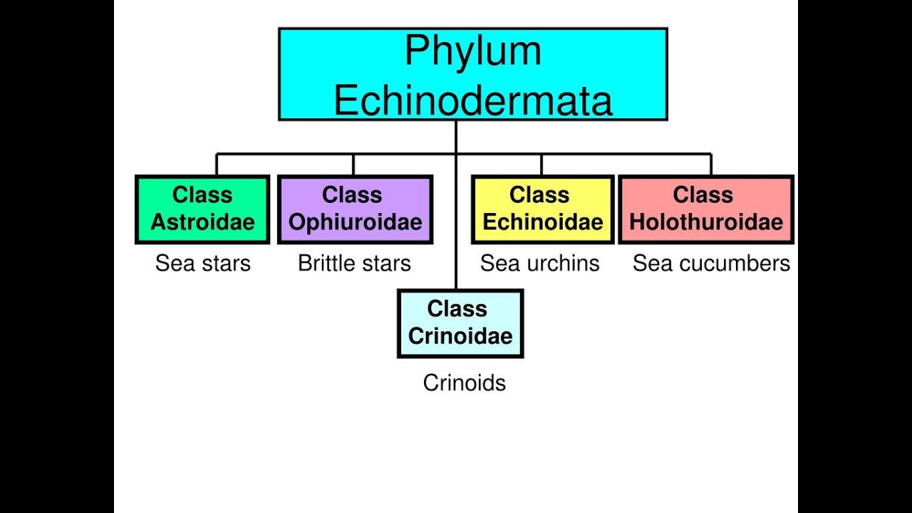 Phylum Echinodermata Part 02 I Classification I ANIMAL KINGDOM Lecture 24 I NEET BIO