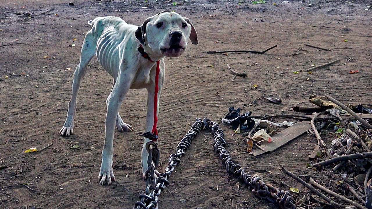 Hope for Paws Dog Rescue Marathon Max / Nemo Update+ More Puppy Rescues Featuring Detroit Pit Crew