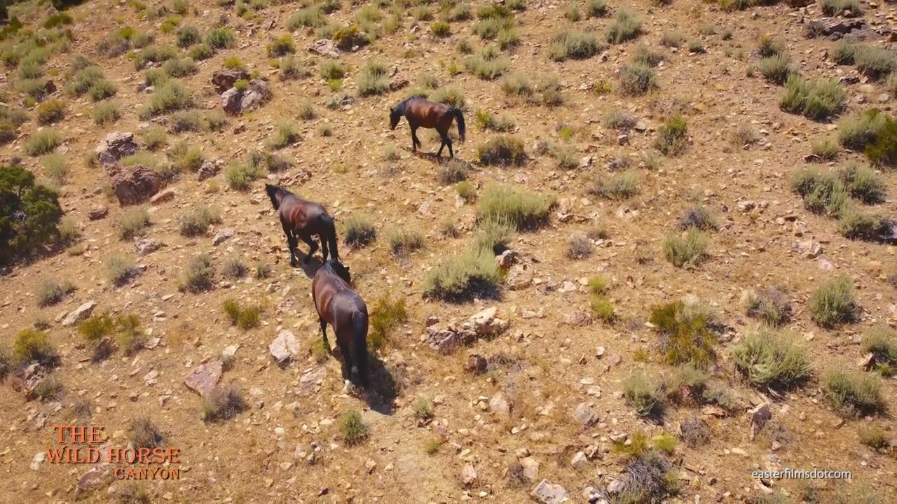 The Wild Horse Canyon - Sergio's Comeback Trail by Mark Easter