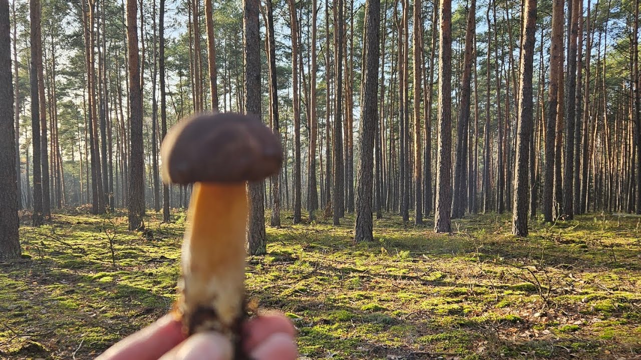 Piękne, słoiczkowe grzyby dziś w lesie zastalam 