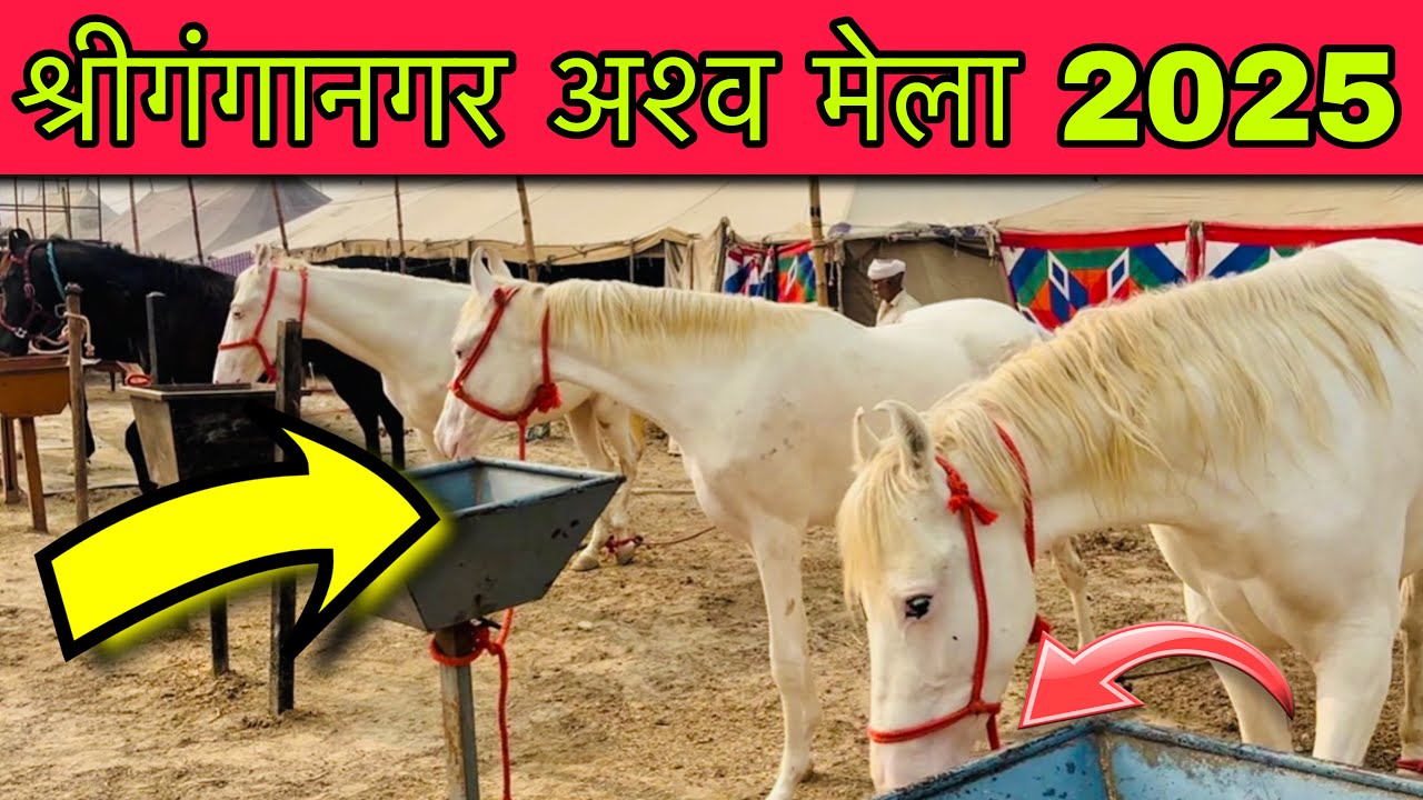 Sri Ganganagar Horse Mela 2025 | एक से बढ़कर एक घोड़ा घोड़ी आए हैं मेले में। Mela date 5 Nov to 11