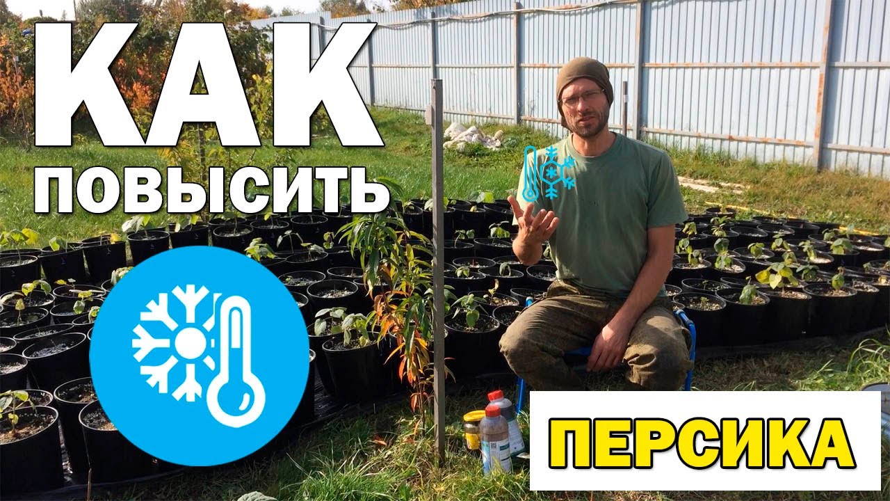 Как повысить морозостойкость персика?