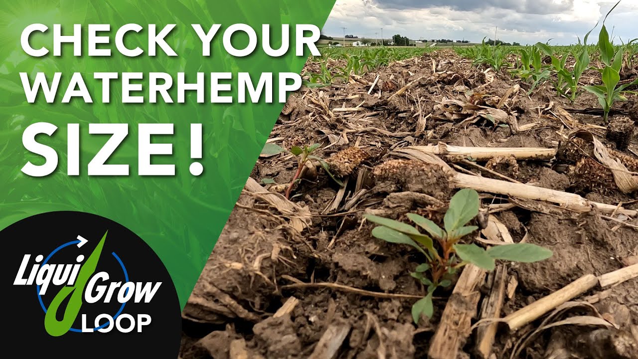 Check Waterhemp Size when Scouting Corn Stage for 2nd pass