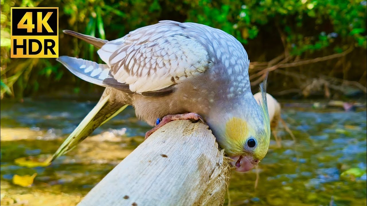 1 HR 4K: Cockatiel Chewing Wood & Relaxing Sounds | Peaceful Forest Stream Bird Companion