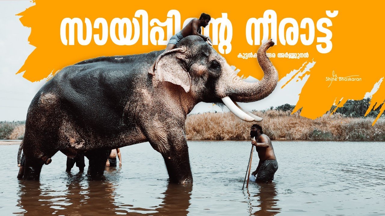 നിളയുടെ തീരത് അർജ്ജുനൻ 😘 | Kuttankulangara Arjunan's Bath | Kuttankulangara Arjunan Bharathapuzha