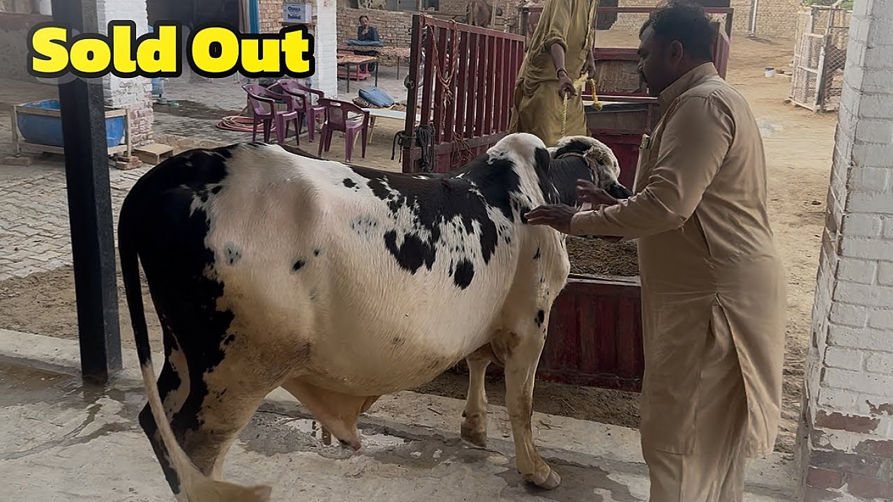 Ham Ne Aik Aur Apna Jaanwar sold Out Kar Diya 💰