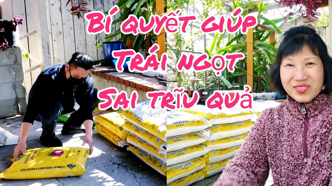 Bí quyết trồng TÁO TÀU, SAPOCHE nam Mỹ, DÂU TÂY trĩu quả, BƯỞI ngọt - người Việt ở Mỹ