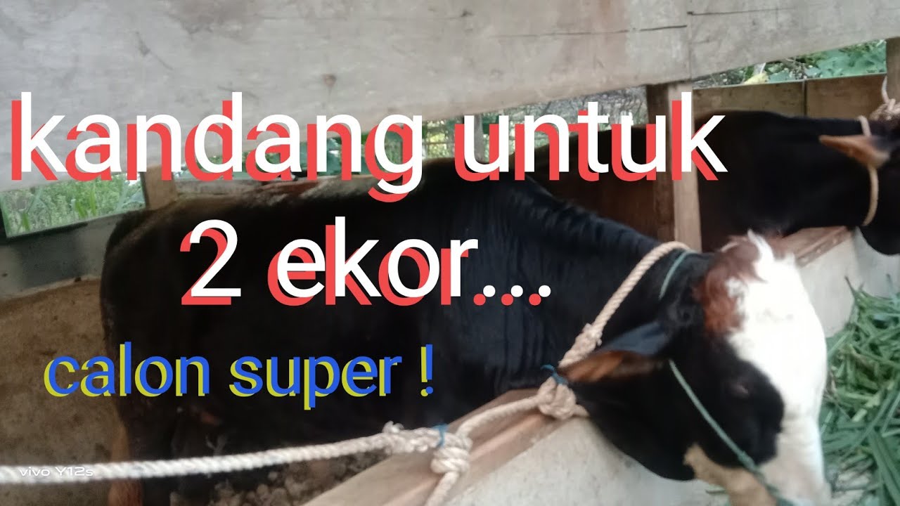 Ukuran kandang🌡️🌡️ untuk 2 ekor sapi💢