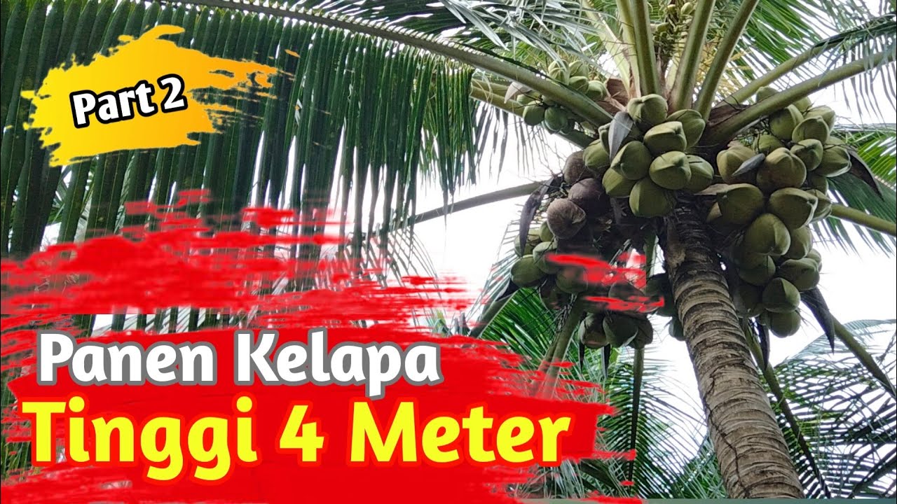 LANJUT PANEN KELAPA. PART 2