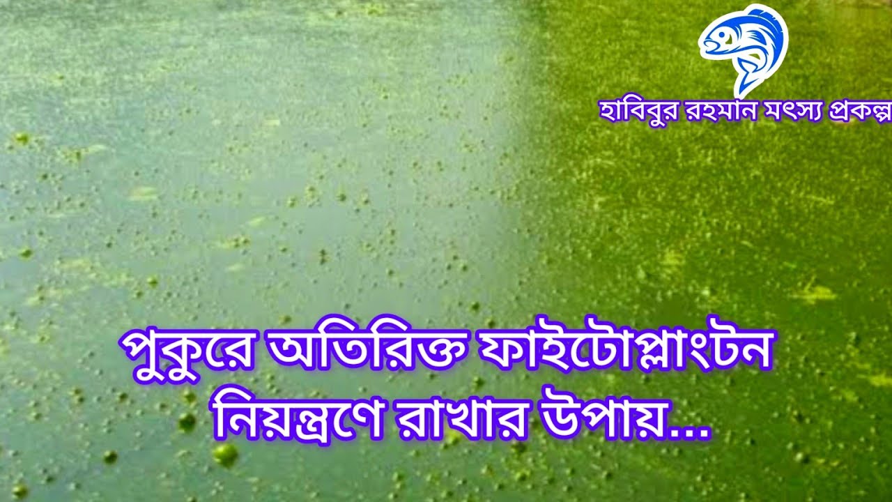 ১৮৬..পুকুরে অতিরিক্ত ফাইটোপ্লাংটন নিয়ন্ত্রণে রাখার উপায়।