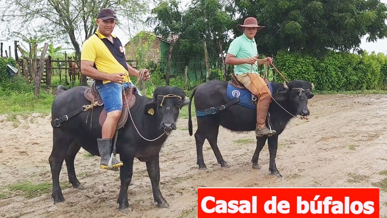 GADO DE R$ 700 NA FEIRA EM ALTINHO-PE.    22-06-2024  #nordeste