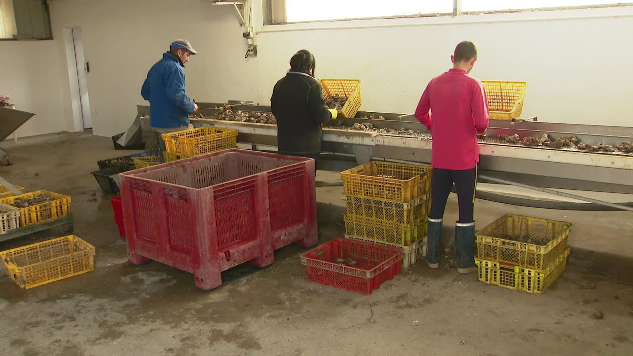 Difficultés de recrutement pour les ostréiculteurs à La Tremblade en Charente-Maritime