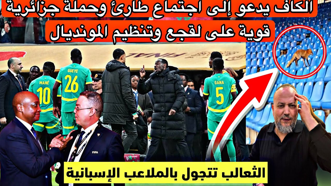 ثعالب تتجول بملعب اسباني اجتماع طارء فالكاف هجوم جزائري على لقجع والمغرب خارج المونديال بطلب اسباني